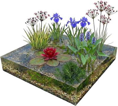 vdvelde.com - Compleet vijverpakket rood 100-400L - Rode waterlelie Nymphaea Attraction met oever- en zuurstofplanten, vijvermandjes, substraat & BACTA TAB - Direct planten