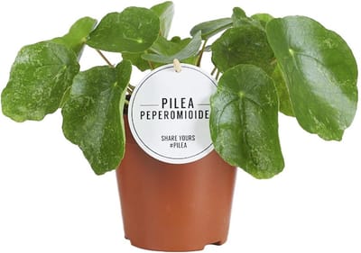 Plantenboetiek.nl | Pilea Sugar - Ø13cm - 20cm hoog - Kamerplant - Groenblijvend