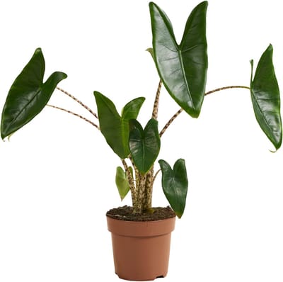 Bloomique - Alocasia Zebrina - Olifantsoor - Kamerplanten - Luchtzuiverend - Hoogte 50-70 cm - Pot 17 cm