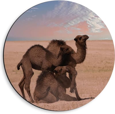 Dibond Wandcirkel - Kamelen duo Staand & Liggend - 40x40cm Foto op Aluminium Wandcirkel (met ophangsysteem)