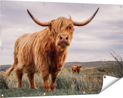 Gards Tuinposter Schotse Hooglander Koeien in de Wei - 120x80 cm - Tuindoek - Tuindecoratie - Wanddecoratie buiten - Tuinschilderij