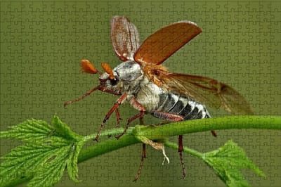 Houten Puzzel - Legpuzzel Volwassenen - Ontspannende Tijd - Hoge Kwaliteit Stukjes - 75x50cm - Kleurrijk