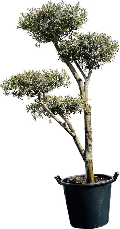 Olijfboom Pon Pon - Olea Europea - Winterhard - Stamomvang ⌀ 20-25cm - Hoogte  ca. 200cm