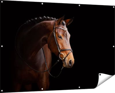 Gards Tuinposter Bruin Paard op een Zwart Achtergrond - 150x100 cm - Tuindoek - Tuindecoratie - Wanddecoratie buiten - Tuinschilderij