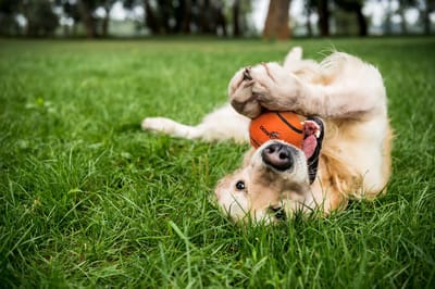 Dog Comets Neutron Star - Ø6 cm - Hondenspeelgoed - Hondenbal - Stuiterende tennisbal - Met pieper - Oranje - 3 Stuks