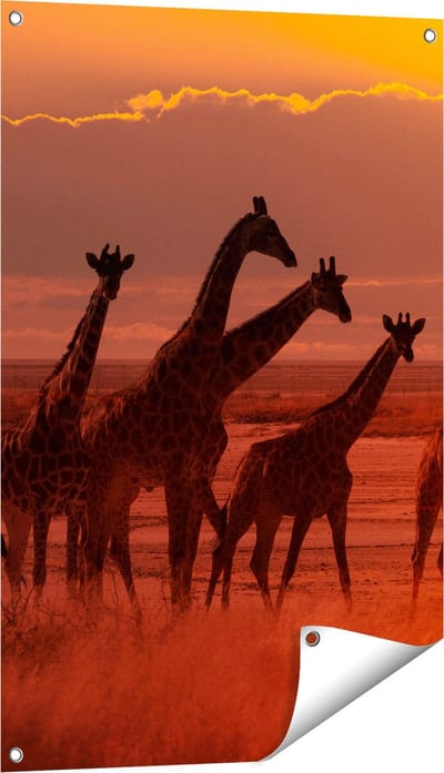 Gards Tuinposter Giraffe Kudde bij Zonsondergang - 60x90 cm - Tuindoek - Tuindecoratie - Wanddecoratie buiten - Tuinschilderij