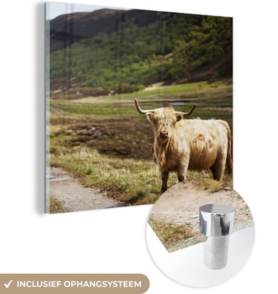 MuchoWow® Glasschilderij 50x50 cm - Schilderij acrylglas - Schotse Hooglander - Pad - Bos - Foto op glas - Schilderijen