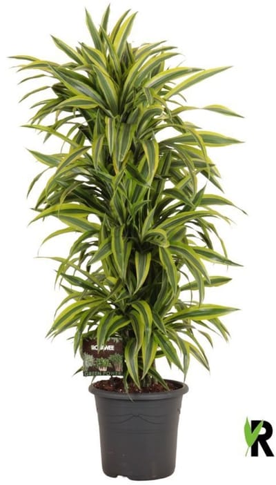 Dracaena Fragrans Lemon Lime Vertakt 145 cm - Kamerplant - Potmaat Ø32 cm