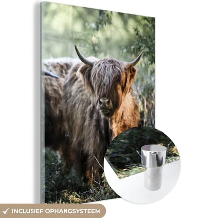 MuchoWow® Glasschilderij 120x160 cm - Schilderij acrylglas - Schotse Hooglanders - Bos - Dieren - Foto op glas - Schilderijen