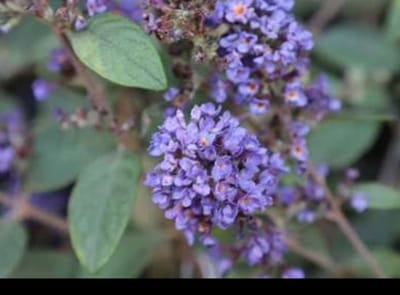 Buddleja dav. 'Blue Chip'® - Vlinderstruik 30- 40 cm in pot