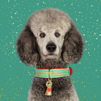 Coco Noël 2,5 cm Halsband M (Halsomvang 32-39 cm / 2,5 cm)