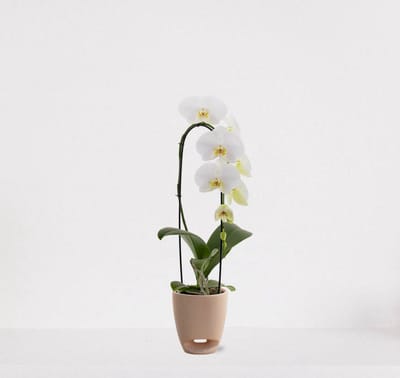 Phalaenopsis Cascade wit in sierpot Jip taupe – bloeiende witte Orchidee – kamerplant - 50-65cm - Ø13 – grootbloemig - geleverd met plantenpot – vers uit de kwekerij