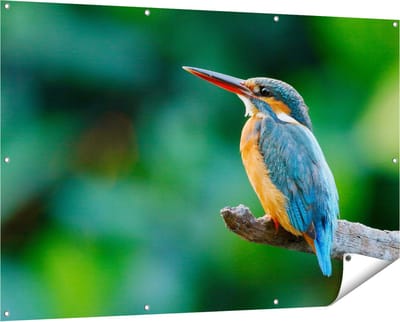 Gards Tuinposter Blauw Oranje IJsvogel op een Tak - 150x100 cm - Tuindoek - Tuindecoratie - Wanddecoratie buiten - Tuinschilderij