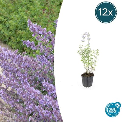 Tuinplantenshop.com | Nepeta 'Walker's Low' | 12 stuks - Ø9cm - 10-25cm hoog - Tuinplant