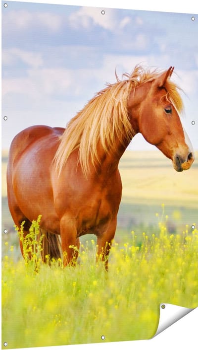 Gards Tuinposter Bruin Paard in de Wei - 100x150 cm - Tuindoek - Tuindecoratie - Wanddecoratie buiten - Tuinschilderij