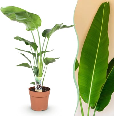 Green BoutiQ - Kamerplanten - Strelitzia Nicolai - Paradijsvogelbloem - Weinig onderhoud - Groen - 1 Plant - Pot 21cm - Hoogte 110-120cm