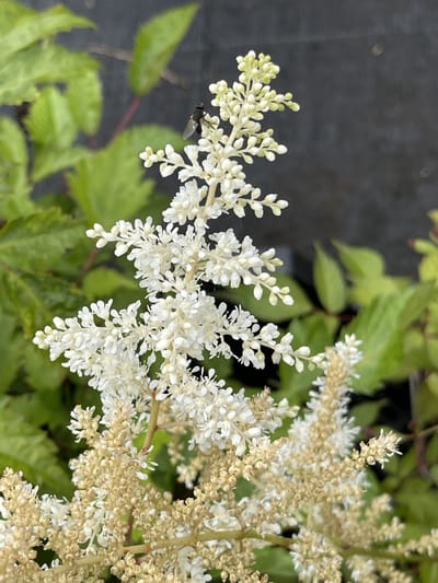 6x Pluimspirea - Astilbe (j) 'Deutschland' | pot van 9 x 9 cm