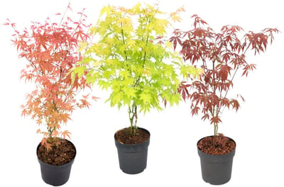 Plant in a Box - Japanse Esdoorn - Set van 3 - Pot 19cm - Hoogte 60-70cm - Acer palmatum 'Atropurpureum', 'Beni Maiko' & 'Orange Dream' - Winterhard