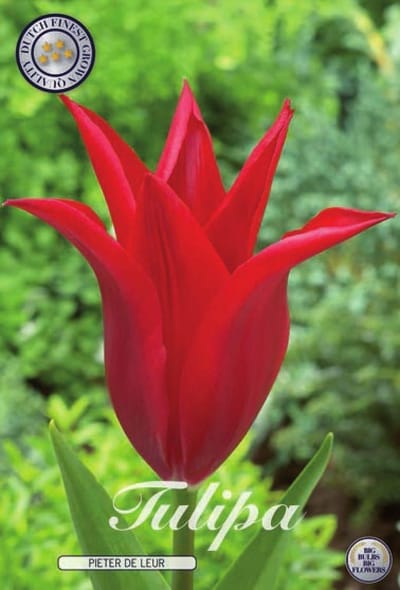 Pieter de Leur Lilyflowering Tulpenbollen 10 stuks bolmaat 12+