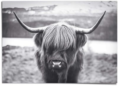XXL Poster Schotse Hooglander - 100 x 140 - Papier - REINDERS
