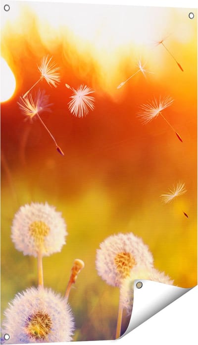 Gards Tuinposter Paardenbloemen tijdens Zonsondergang - 60x90 cm - Tuindoek - Tuindecoratie - Wanddecoratie buiten - Tuinschilderij