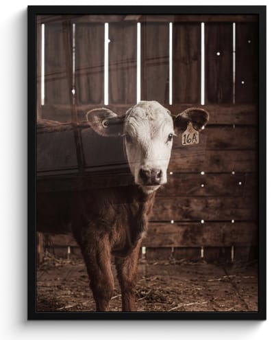 Poster in lijst - Fotolijst 60x80 cm - Posters - Kalf - Oormerk - Houten stal - Posterlijst zwart - Decoratie - Wanddecoratie woonkamer - Muurdecoratie slaapkamer