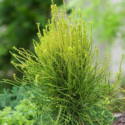 Plants Online BV - Planten - Haagplanten - Coniferen - Tuinplanten - Sier coniferen - Set van 1 - Platycladus orientalis 'Franky Boy'