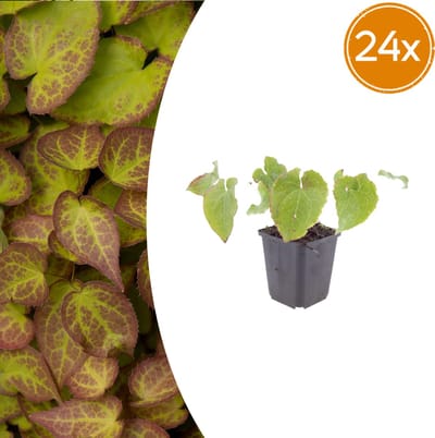 Tuinplantenshop.com | Epimedium perralc. 'Frohnleiten' | 24 stuks - Ø9cm - 10-25cm hoog - Tuinplant