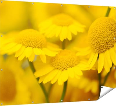 Gards Tuinposter Gele Kamille Bloemen - 160x120 cm - Tuindoek - Tuindecoratie - Wanddecoratie buiten - Tuinschilderij