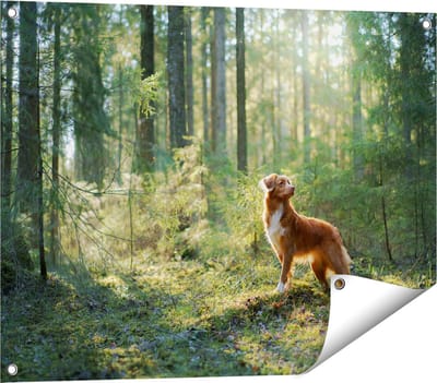 Gards Tuinposter Retriever Hond in het Bos met Zon - 80x60 cm - Tuindoek - Tuindecoratie - Wanddecoratie buiten - Tuinschilderij