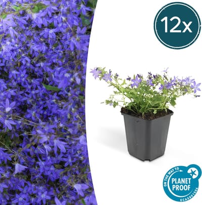 Tuinplantenshop.com | Campanula poscharskyana 'Stella' | 12 stuks - Ø9cm - 10-25cm hoog - Tuinplant