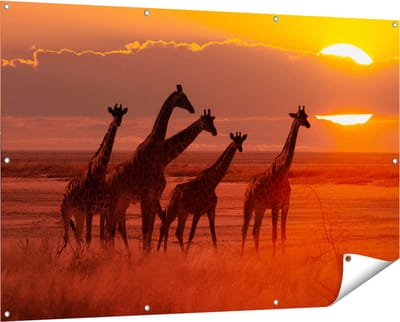 Gards Tuinposter Giraffe Kudde bij Zonsondergang - 150x100 cm - Tuindoek - Tuindecoratie - Wanddecoratie buiten - Tuinschilderij