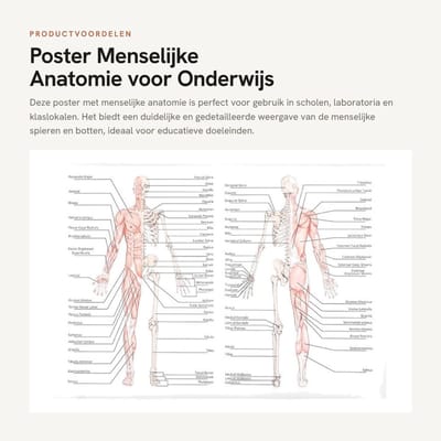 Dailygoods- Poster Menselijke Anatomie - Anatomisch Skelet - Onderwijs Poster - Muurkunst - Anatomie voor School - Wetenschappelijke Weergave - Anatomieposter