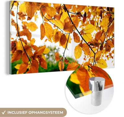 MuchoWow® Glasschilderij 40x20 cm - Schilderij acrylglas - Herfstbladeren - Boom - Landelijk - Foto op glas - Schilderijen