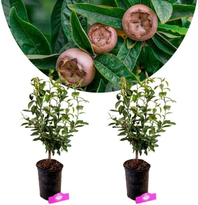Set van 2 Mispelbomen - Mespilus Germanica - 40-60cm hoog - 2 liter pot