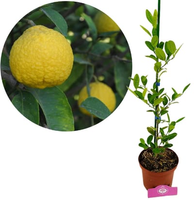 Citrus macrophylla, Alemow, 2 liter pot