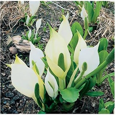 Moerings Lysichiton Camtschatcensis | Witte Moerasaronskelk | In 18CM Mand Kant en Klaar