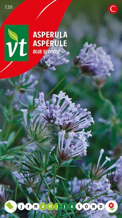 Asperula Blue Surprise - Borderplant met lavendelblauwe geurende bloemen voor elke tuin