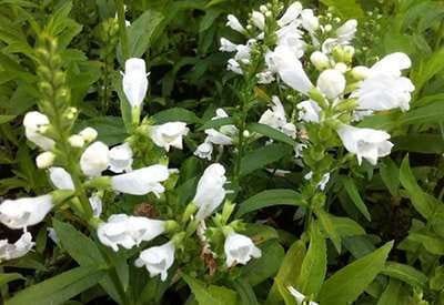 6x Scharnierplant - Physostegia virg. 'Summer Snow' | 9x9 cm pot