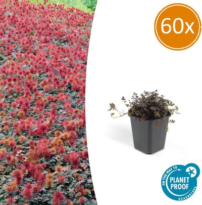 60 Stuks Stekelnoot, Laagblijvende Bodembedekker, Bronskleurig Blad, Koperkleurige Stekelnootjes, Acaena microphylla Kupferteppich - 10-25cm - Ø9cm