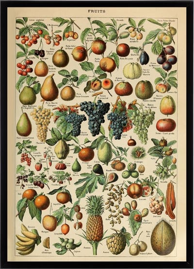Poster In Zwarte Lijst - Vintage Fruit - Groenten en Planten Schoolplaat - Millot - Large 70x50