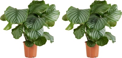 Bloomique - Set van 2 - Calathea Orbifolia - Pauwenplant - Kamerplanten - Luchtzuiverend - Diervriendelijk - Hoogte 50-70 cm - Pot 19 cm