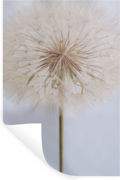 Muurstickers - Sticker Folie - Bloemen - Paardenbloem - Design - 20x30 cm - Plakfolie - Muurstickers Kinderkamer - Zelfklevend Behang - Zelfklevend behangpapier - Stickerfolie