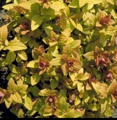 2 x Spiraea jap. 'Golden Princess' - Spierstruik , Japanse Spirea , Japanse Spierstruik 25- 30 cm in pot