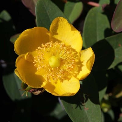 Hypericum Dummeri 'Peter Dummer' - Herfsthooi;Sint Janskruid 30-40 cm pot