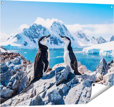 Gards Tuinposter Twee Pingu�ns op Stenen in Antarctica - 100x80 cm - Tuindoek - Tuindecoratie - Wanddecoratie buiten - Tuinschilderij
