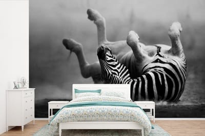 Behang - Fotobehang Zebra - Dieren - Zwart - Wit - Breedte 390 cm x hoogte 260 cm