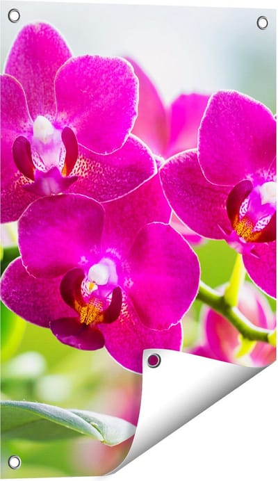 Gards Tuinposter Roze Orchidee Bloemen - 40x60 cm - Tuindoek - Tuindecoratie - Wanddecoratie buiten - Tuinschilderij