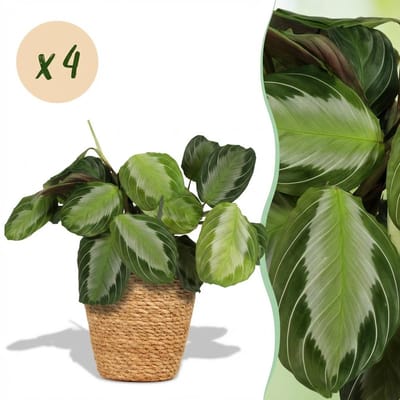 Plantenboetiek.nl | Maranta Fascinator Silverband - Gebedsplant - Huisdiervriendelijke Plant - Groen - 4 Planten - met Mand - Ø12cm - 25cm hoog - Kamerplant - Arrangement - Plant met pot