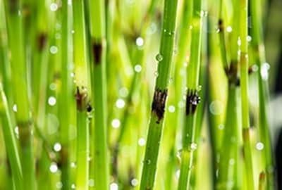 Holpijp Plant - Moerasplant - Vijverrand Decoratie - Onderhoudsarm Robuust - 6 Stuks - Groen
